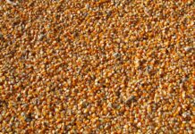 orange corn kernels