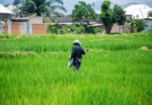 man working in plantation