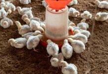 Brasil abateu quase 1,7 bilhão de frangos nos últimos 3 meses de 2025 food bird dinner animal