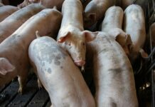 swine of pigs in pigpen