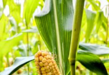 Milho deve fechar fevereiro custando cerca de 4% mais do que custou em janeiro yellow corn cob in lush green cornfield