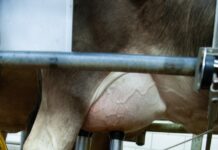 close up photo of a cow s udder getting milked