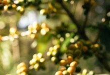 ripe coffee beans in xicotepec de juarez puebla