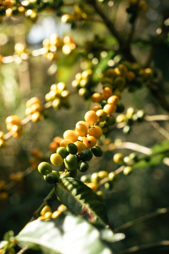 ripe coffee beans in xicotepec de juarez puebla