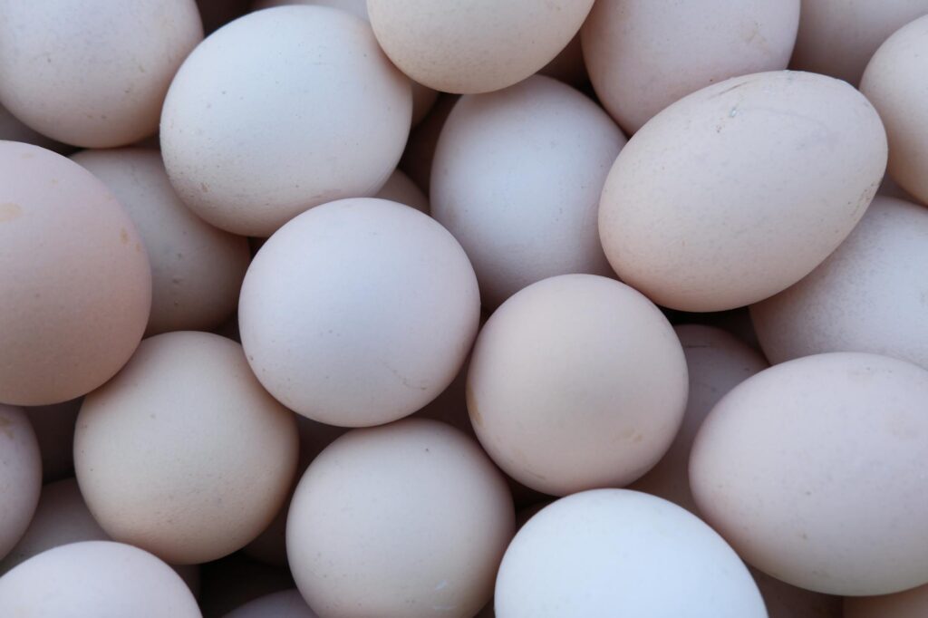 close up of fresh eggs from izmir farm