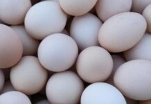 close up of fresh eggs from izmir farm