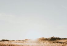 Conab projeta queda na safra brasileira de inverno, que inclui aveia, cevada e trigo sunset and dry grass