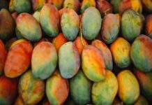 Mesmo com exportações para Europa aquecidas, manga perde valor no campo freshly harvested mangoes on display