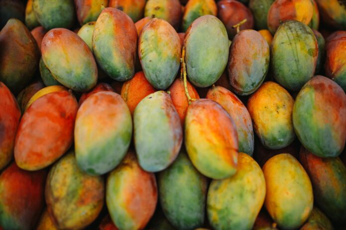 freshly harvested mangoes on display