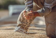 soybean harvesting in paragominas brazil