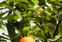 Exportações de suco mais fracas impactam cotação da laranja no campo vibrant orange on citrus tree in payas turkiye