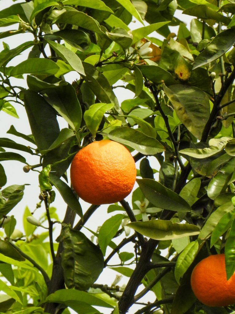 vibrant orange on citrus tree in payas turkiye
