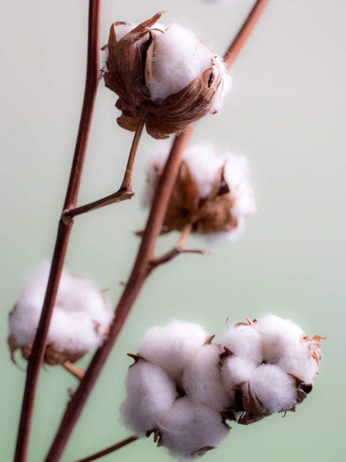 pexels-photo-32796550 close up of cotton flowers on stems
