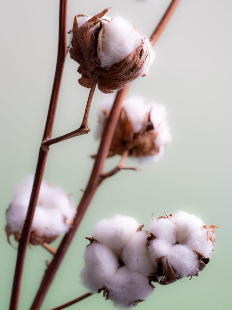 close up of cotton flowers on stems