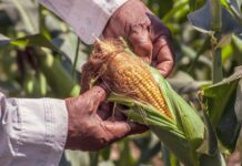 person holding a yellow corn