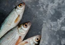 silver and orange fish on ice