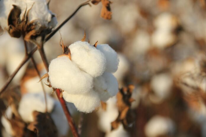 upland cotton in close up photography