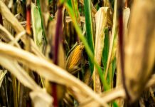 brown and green corn field