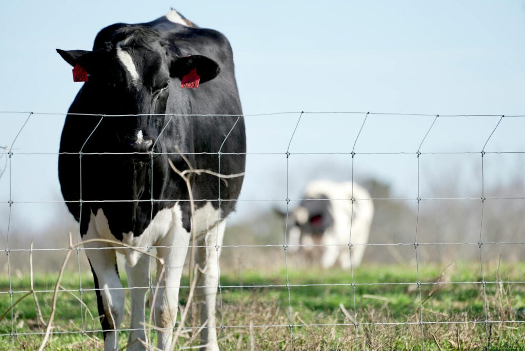 a black cow on a grassy field
