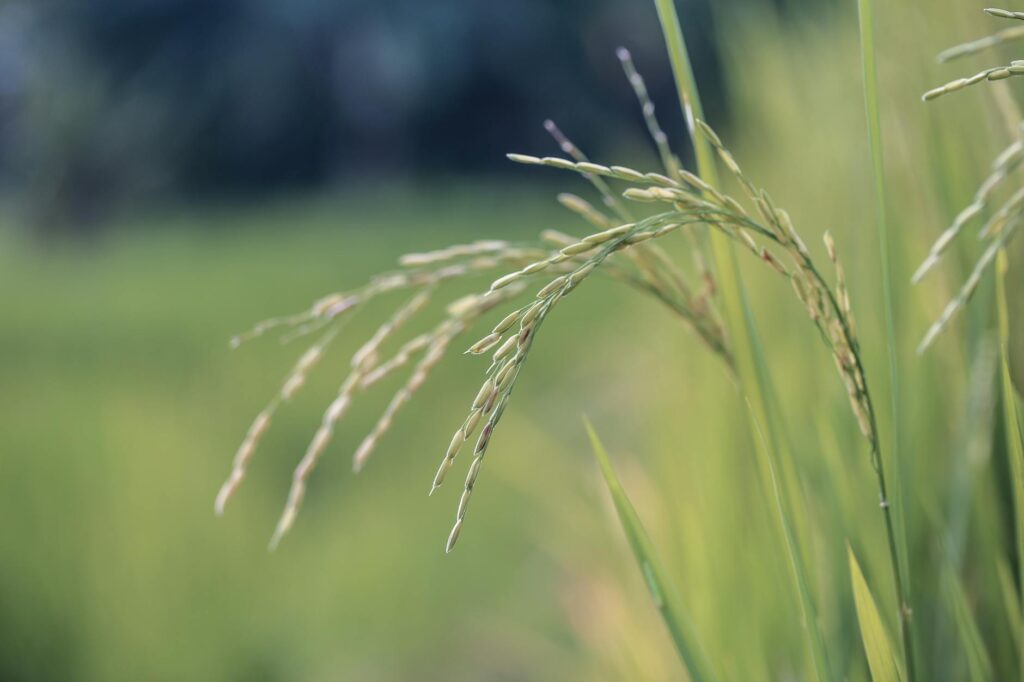close up photo of wheat plant