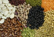 Exportações de pulses do Brasil sobem 30% em 2025, com destaque para o feijão