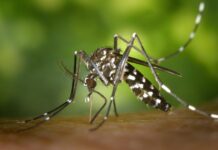 Relatório projeta 1,8 milhão de casos de dengue até outubro no Brasil black white mosquito