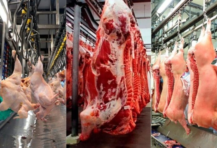 04 Produção de carnes e ovos bate recorde e consolida ciclo de expansão no setor