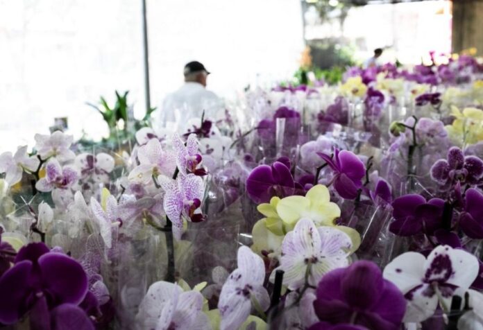 05 Festival de Orquídeas e Flores vai movimentar a economia de Cuiabá nesta semana