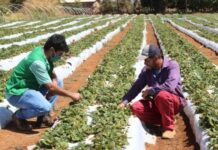 El Niño em 2026: impactos na agricultura brasileira