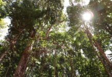 Setor de base florestal alia desenvolvimento econômico e conservação ambiental em Mato Grosso