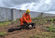 Corpo de Bombeiros realiza resgate de tamanduá-bandeira em situação de risco em Luca do Rio Verde