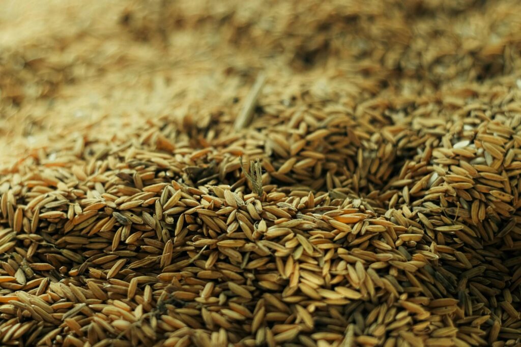 close up photograph of rice grains