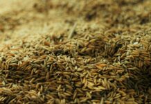 close up photograph of rice grains