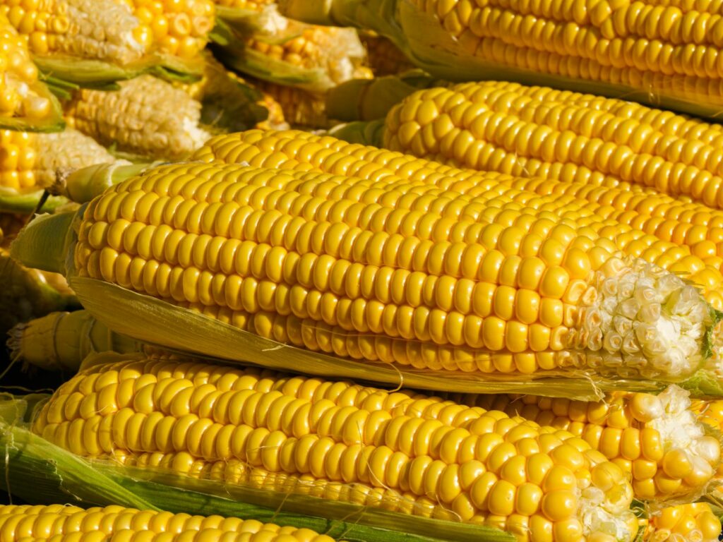 close up of corn cobs