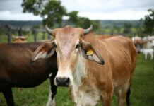 Cotações do boi gordo registram forte alta em fevereiro brown cattle