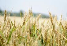 selective focus photography of wheat field