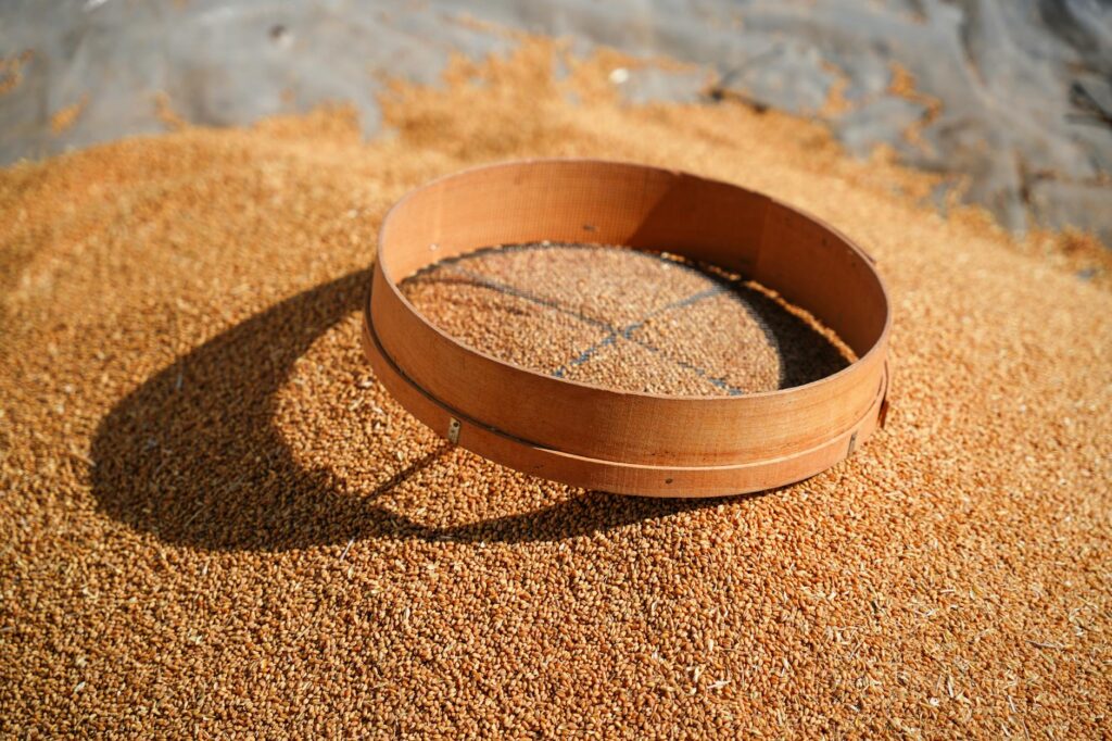 traditional grain sifting on a sunny day