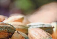 close up of harvested cocoa pods in brazil