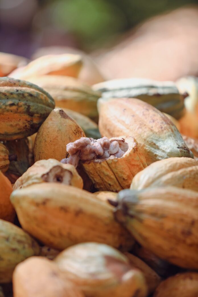 close up of harvested cocoa pods in brazil