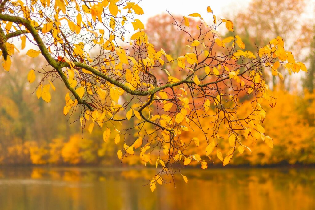 autumn foliage over lake in halle saale