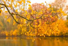 autumn foliage over lake in halle saale