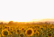 Conab projeta alta na produção brasileira de girassol sunflower field at sunset with golden glow