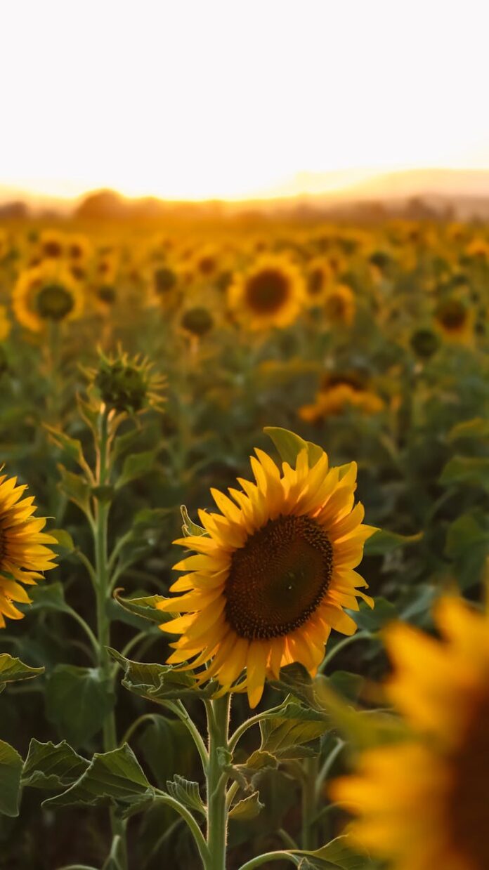 sunflower field at sunset with golden glow