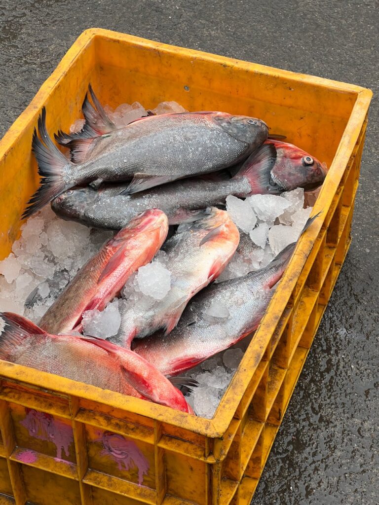 fresh fish in yellow bin on ice