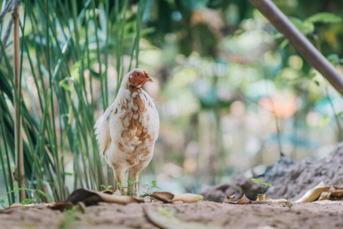 white and brown domestic hen standing in paddock on sunny day