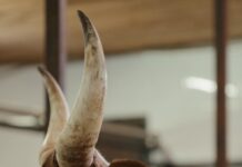 brown cow in close up photography