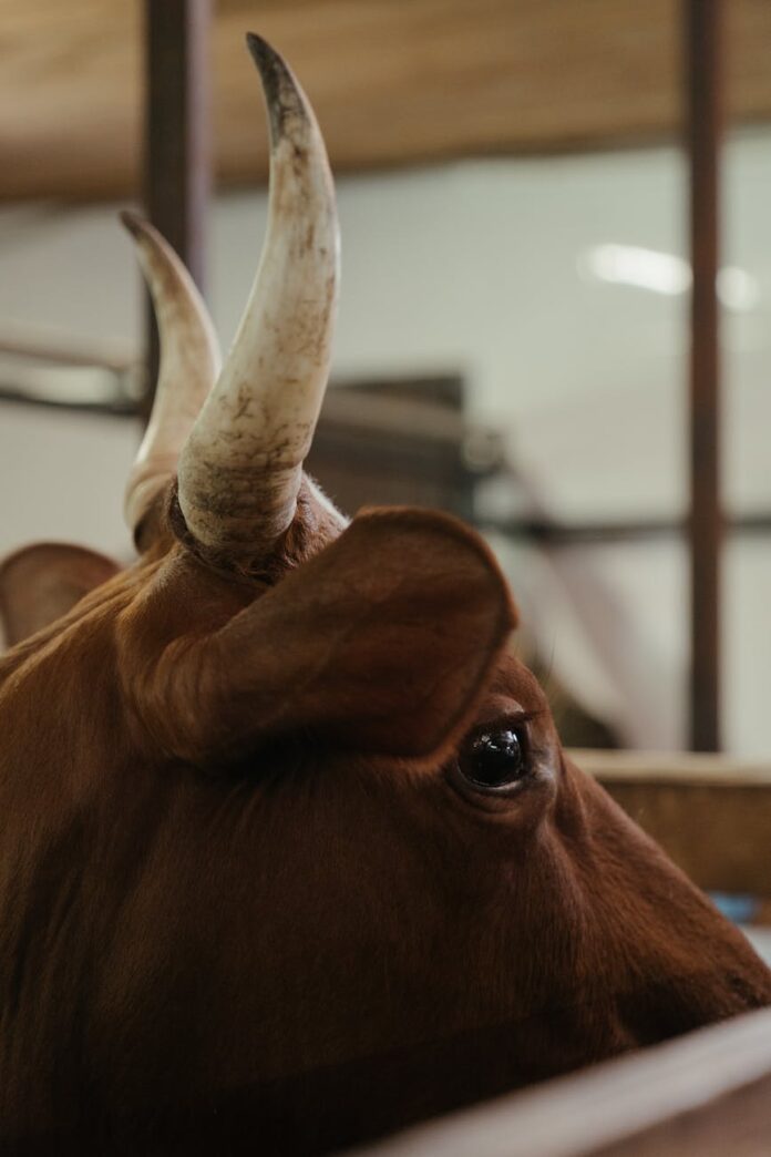 brown cow in close up photography