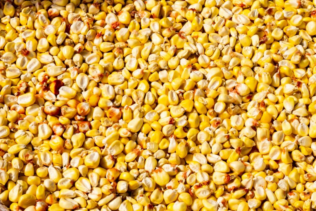 yellow corn grain seeds in close up photography