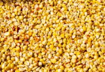 yellow corn grain seeds in close up photography