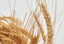 close up of ears of grain